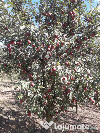 Tuica palinca horinca de mere 