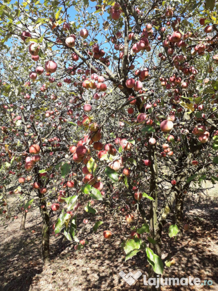 Tuica palinca horinca de mere 