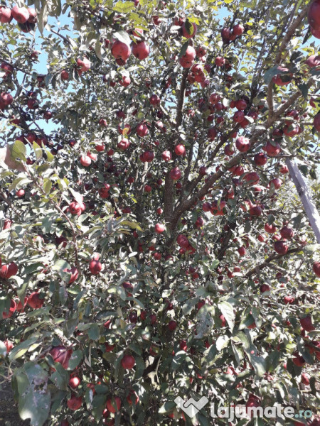 Tuica palinca horinca de mere 