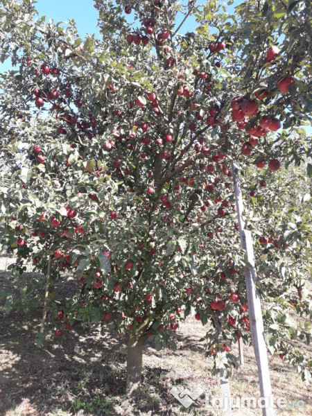 Tuica palinca horinca de mere 