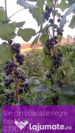 Vin de coacaze negre bio 