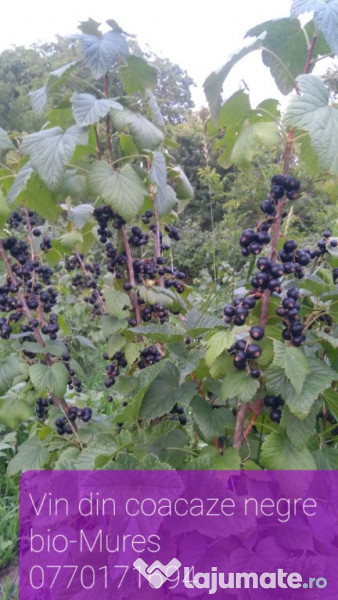 Vin de coacaze negre bio 