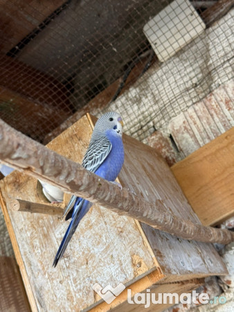 Papagali perusi frumosi 