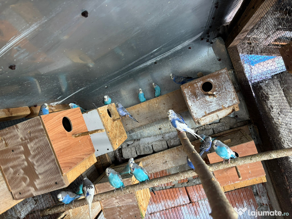 Papagali perusi frumosi 