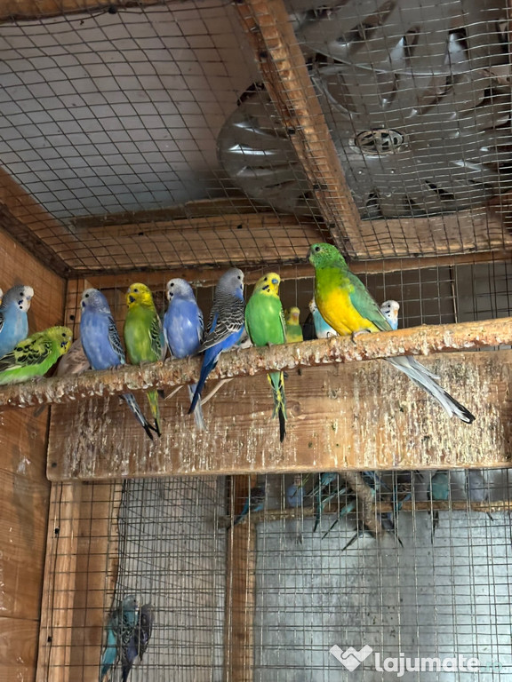 Papagali perusi frumosi 