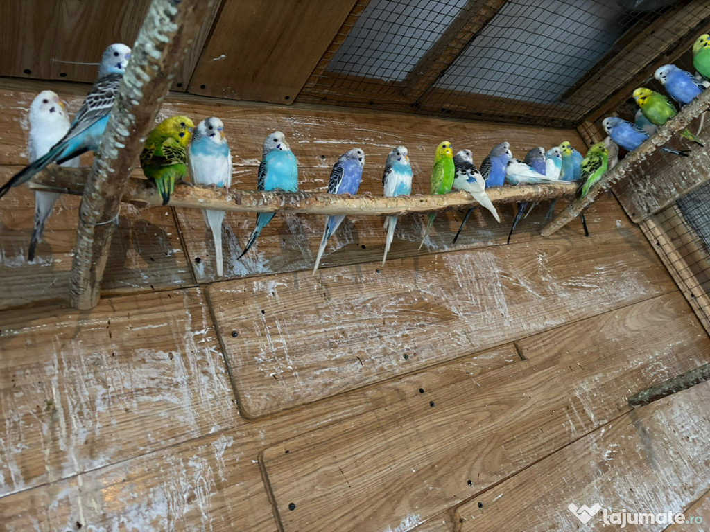 Papagali perusi frumosi 