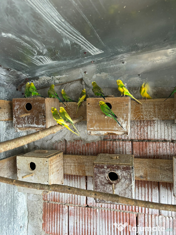 Papagali perusi frumosi 