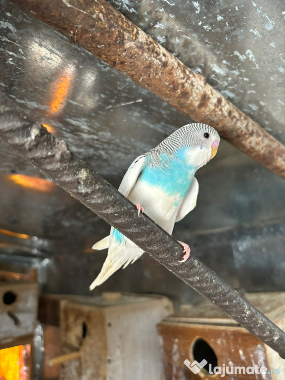 Papagali perusi frumosi 