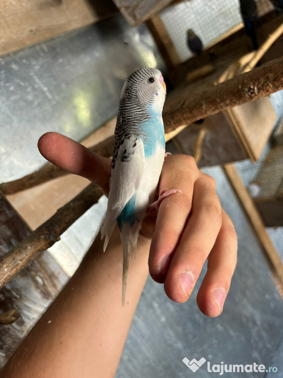 Papagali perusi frumosi 