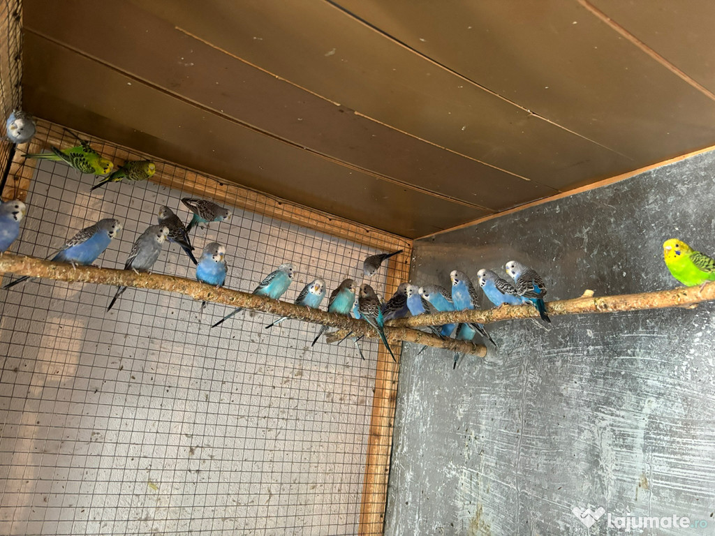 Papagali perusi frumosi 