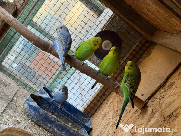 Papagali perusi frumosi 