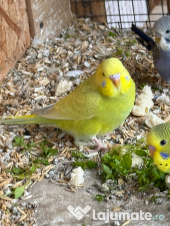 Papagali perusi frumosi 