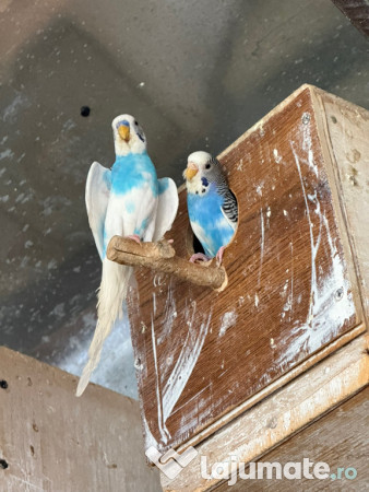 Papagali perusi frumosi 