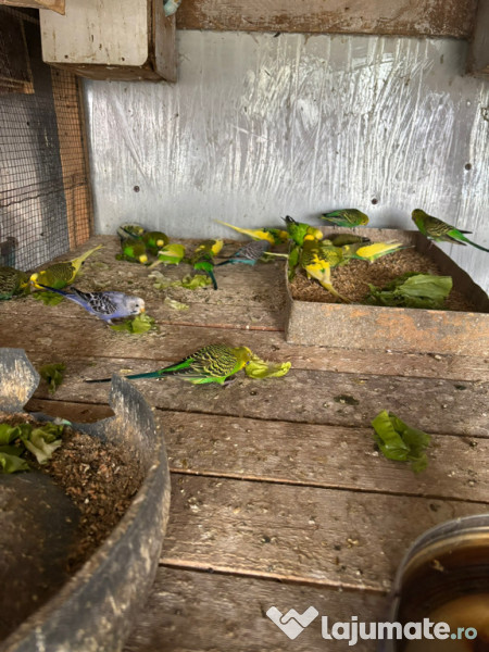 Papagali perusi frumosi 