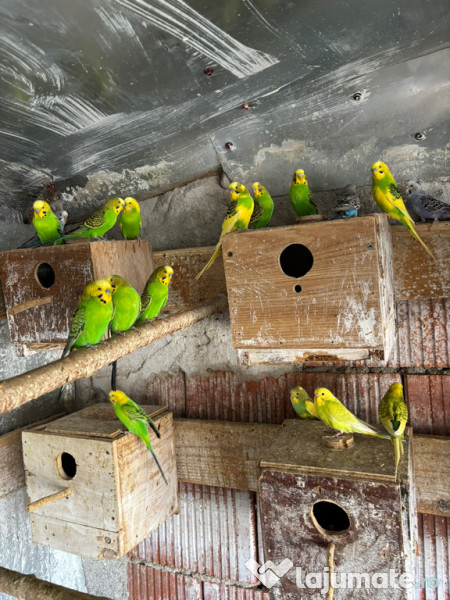 Papagali perusi frumosi 