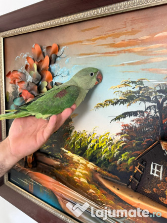 Puiuti papagali vorbitori micul si marele alexandru 