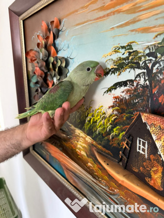 Puiuti papagali vorbitori micul si marele alexandru 