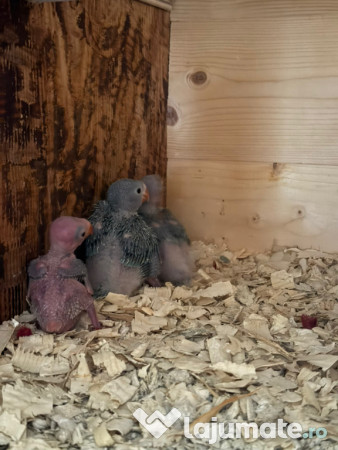 Puiuti papagali vorbitori micul si marele alexandru 