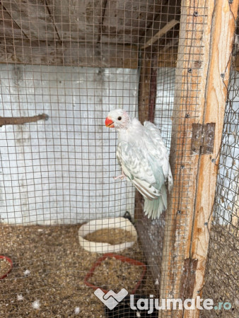 Puiuti papagali vorbitori micul si marele alexandru 