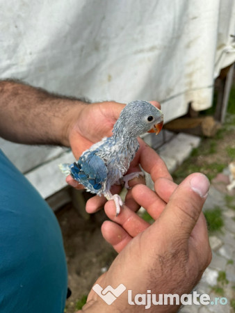 Puiuti papagali vorbitori micul si marele alexandru 