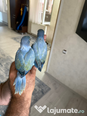 Puiuti papagali vorbitori micul si marele alexandru 