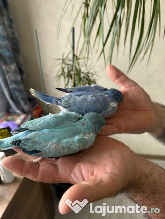 Puiuti papagali vorbitori micul si marele alexandru 