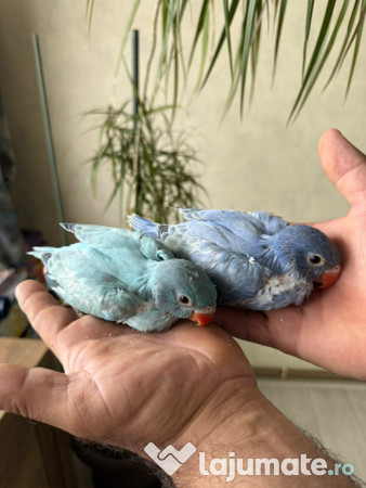 Puiuti papagali vorbitori micul si marele alexandru 