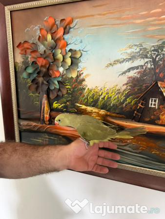 Puiuti papagali vorbitori micul si marele alexandru 