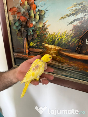 Puiuti papagali vorbitori micul si marele alexandru 