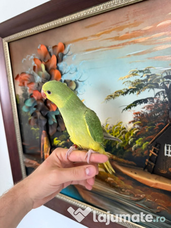 Puiuti papagali vorbitori micul si marele alexandru 