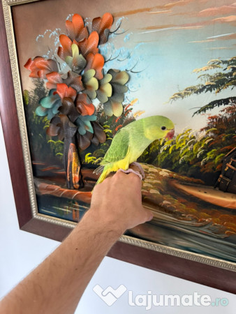 Puiuti papagali vorbitori micul si marele alexandru 