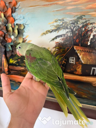 Puiuti papagali vorbitori micul si marele alexandru 