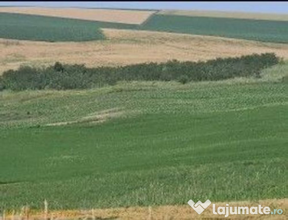 Teren Extravilan Aroneanu, ID: R2577828 