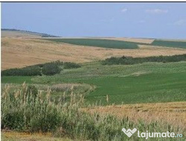 Teren Extravilan Aroneanu, ID: R2577828 