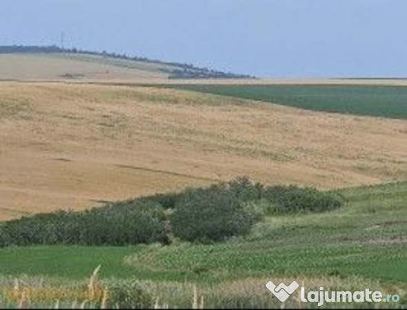 Teren Extravilan Aroneanu, ID: R2577828 