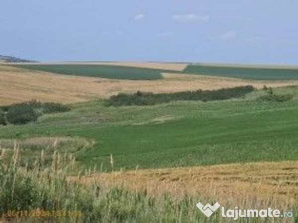 Teren Extravilan Aroneanu, ID: R2577828 