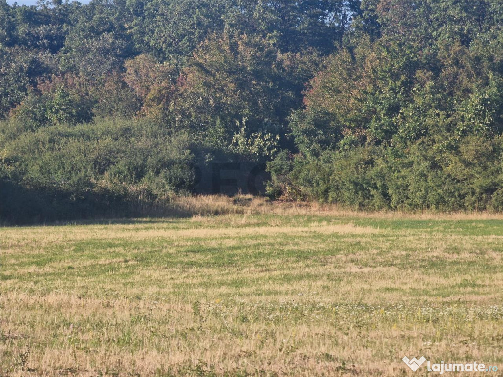 RECO teren extravilan Betfia 