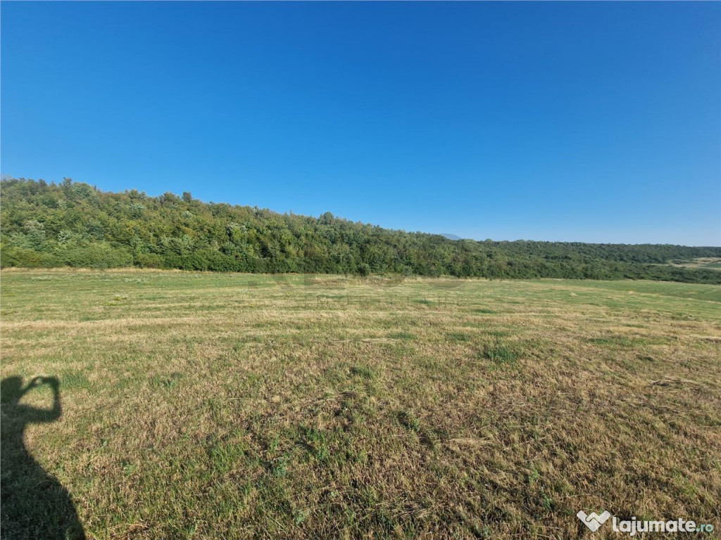 RECO teren extravilan Betfia 