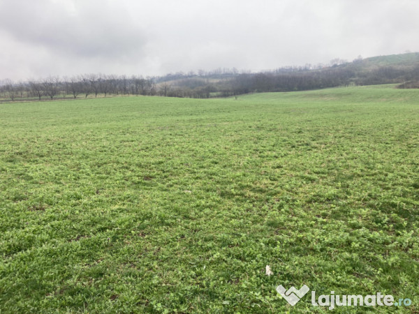 Miroslava! Teren agricol 6435, la 2 min de Primarie! 