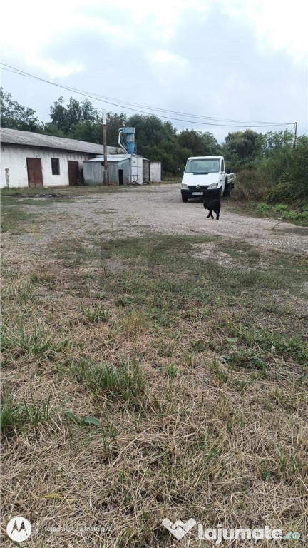 RECO Hale predestinate prelucrarea lemnului, loc. Auseu, sat 