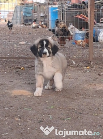 Ciobanesc Românesc Carpatin 