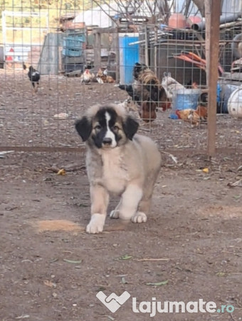 Ciobanesc Românesc Carpatin 