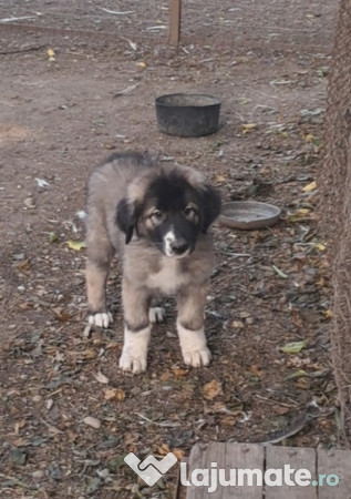 Ciobanesc Românesc Carpatin 