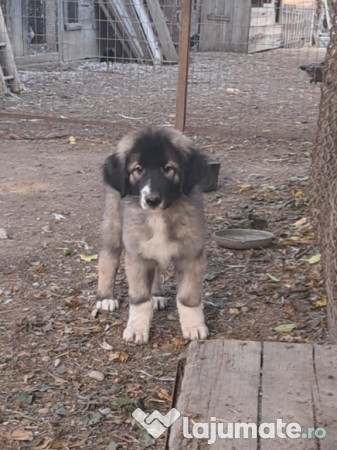 Ciobanesc Românesc Carpatin 