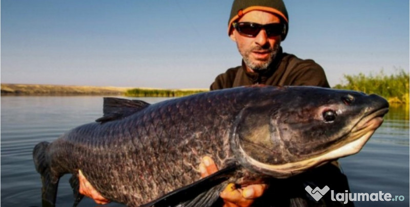 Peste:crap fitofag novac Lin somn amur,amur negru 