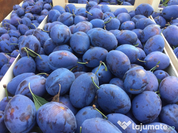 Palinca de Zalău de Prune 100% ECOLOGICĂ 