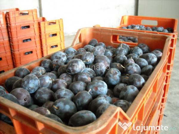 Palinca de Zalău de Prune 100% ECOLOGICĂ 
