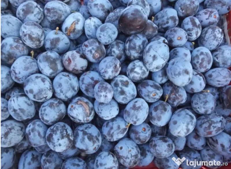 Palinca de Zalău de Prune 100% ECOLOGICĂ 