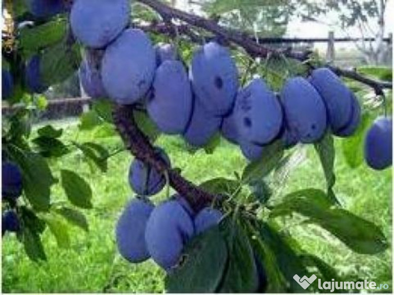 Palinca de Zalău de Prune 100% ECOLOGICĂ 