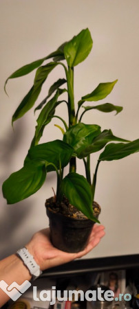 Planta Spathiphyllum 